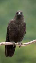 Corvus_caurinus_(facing)