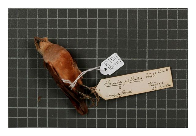 Naturalis_Biodiversity_Center_-_RMNH.AVES.161247_1_-_Lonchura_pallida_pallida_(Wallace,_1863)_-_Estrildidae_-_bird_skin_specimen