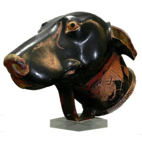 Brygos - Rhyton [drinking vessel] in the shape of a dog's head (early 5th century BC) white background