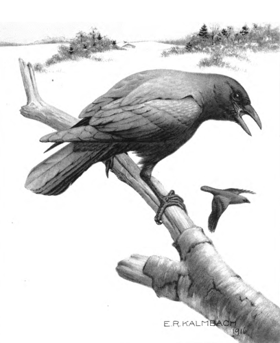 The_Crow_and_Its_Relation_to_Man-9