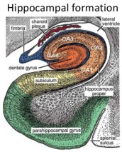 positionig-system-of-the-brainnoble-prize-in-medicine-2014-11-638