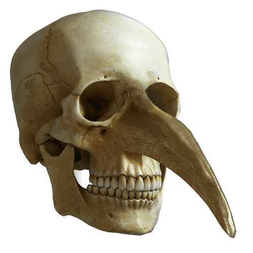 Skull with Snout