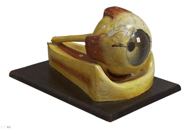 F Ramme - anatomical model of the human eye (1850-1894)