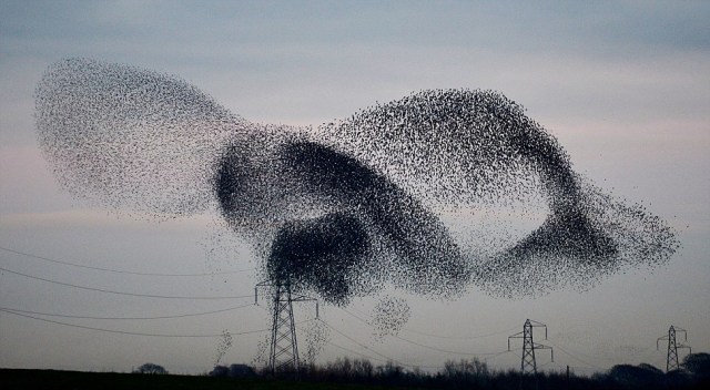 Owen Humphries - Starling Murmuration (2013)