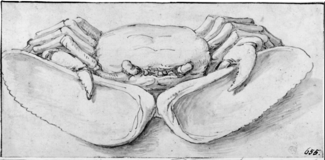 Parmigianino (eg. Francesco Mazzola) - A Crab Holding a Mussel Open with its Claws (16th cent.)