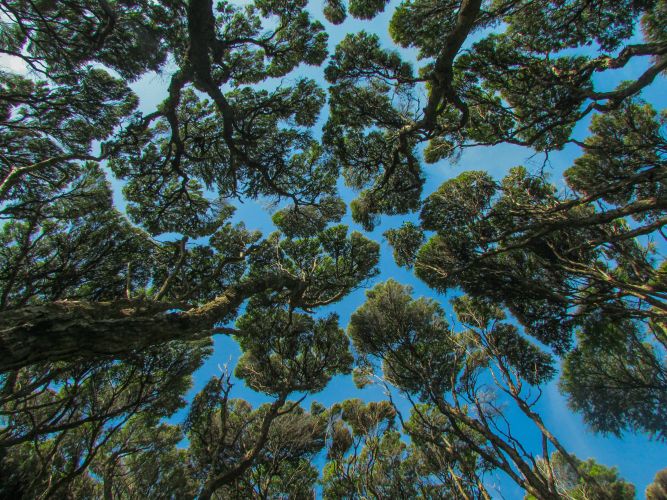 Moonclouds - Forest Canopy in Coromandel, New Zealand