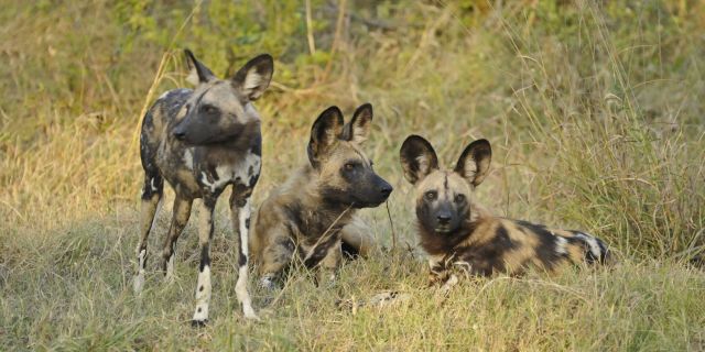 Wild Dogs in Botswana