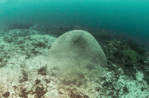 Ronni B Bekkemellem - Jelly-Like Spheres (2017)