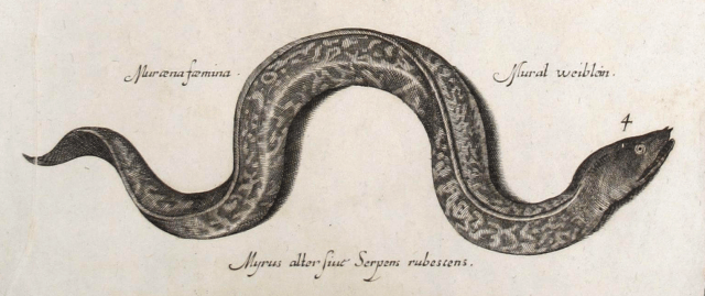 Sea Serpents and Eels - Italian, 17th Century [detail]
