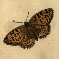 Papilio Charlotta - The Charlotte Butterfly