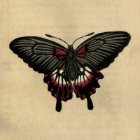 Papilio Deiphobus - The Deiphobus Butterfly