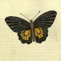 Papilio Helena - The Black and Gold Butterfly