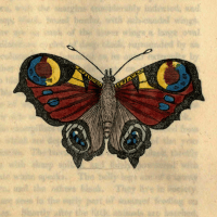 Papilio Io - The Peacock Butterfly