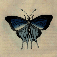 Papilio Marsyas - The Marsyas Butterfly