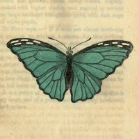 Papilio Menelaus - The Silver-Blue Butterfly
