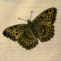 Papilio Paphia - The Silver Stripe Butterfly