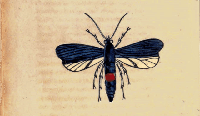 Sphinx Exitiosa - The Destructive Sphinx