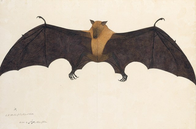 Bhawani Das - Great Indian Fruit Bat (ca. 1778–82)